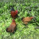 청야농장 이미지