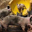 호화농장 이미지