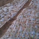 심가네 농장 이미지