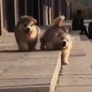 강아지왈츠 이미지