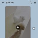 멜로우퍼피