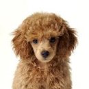 이쁜강아지 이미지