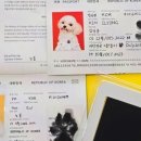 꾸미는 강아지 이미지