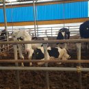 정우목장 이미지