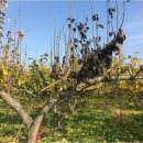 안성농약 이미지