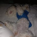 소리야네집 이미지