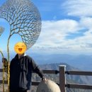 용문산허브찜질방 이미지