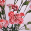 스텔라여성의원 이미지