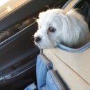 매일행복하개 이미지