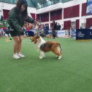 브라운슈가셀티