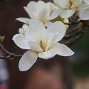 담주할머니 이미지