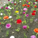 주포초등학교 이미지