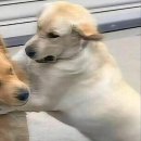 대가생태랑동태랑 | W.10 웨딩밴드 투어 #1 | 롯데백화점·디자이너 브랜드·종로 웨딩반지 투어 기록 (누니, 프릿, 코이누르)