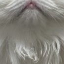 캣블레스유 | 수원 고양이 호텔 목욕 미용 캣 블레스유 후기