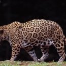 같은 듯 크게 다른 표범(Leopard)과 재규어(Jaguar)..한국은 어느 쪽일까? 이미지