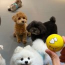 두젠틀(DOGENTLE) 이미지