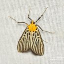 검은들로 이미지