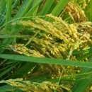 진상미로 이미지