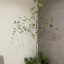 미지예피부과의원 이미지