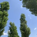 용산-이촌-272 | feat. 자전거 반스 올드스쿨 플랫폼 차콜, A-RT 앱 ABC마트 할인, V36SPLAT, 브루클린더버거조인트 이촌)