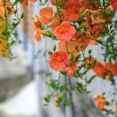 나팔경로당 이미지