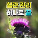 ﻿엉겅퀴 놀라운 효능 이미지