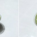 유채향 민박 네이버블로그