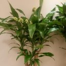 미래연여성의원 이미지