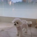 몽트라슈 이미지