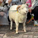 프로스펙스춘천 | 2025 춘천마라톤 후기 | 가을 러너들의 축제, 10km 완주 성공
