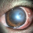 부안동물병원 이미지