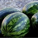 고창행복농장 이미지