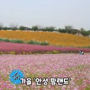 핑크뮬리 꽃단지 원 | 경기도 핑크뮬리 코스모스 명소 안성팜랜드 실시간 방문후기