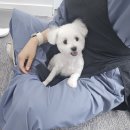 댕글 몽글 네이버블로그