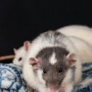 동물보육원 이미지