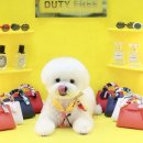 뽀송그루밍 이미지