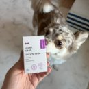 #40. 강아지 연골영양제 및 관절영양제 추천 "본아페티 강아지 관절건강 캡슐 영양제" 급여 후기