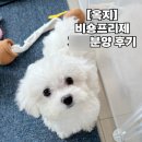 멍가네 | [옥지] 새로운 가족 탄생 - 비숑프리제 멍가네 분양 / 2개월 비숑 키우기