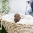 아름다운애견세상 이미지