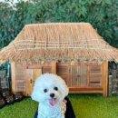 퍼피힐(PUPPY HILL) 이미지