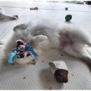 애견멀티샵 이미지