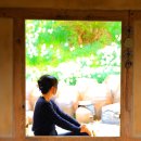 진달래다육 | 4월 국내 여행지 추천 서산 유기방 가옥 수선화 만개 상황