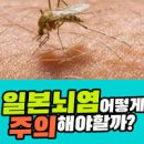 일본 뇌염 모기 증상 예방접종 사백신 생백신 작은빨간집모기 이미지