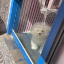 우리동네작은도서관 | 벚꽃 보고, 이것저것 요즘 일상