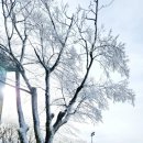 비발디파크렌탈샵에스앤에스 이미지