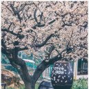 매화원