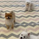 퍼피스쿨 이미지