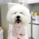 그루밍 샵 제제 이미지