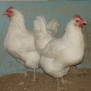 고려농원 이미지