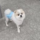 보담동물의료센터 이미지